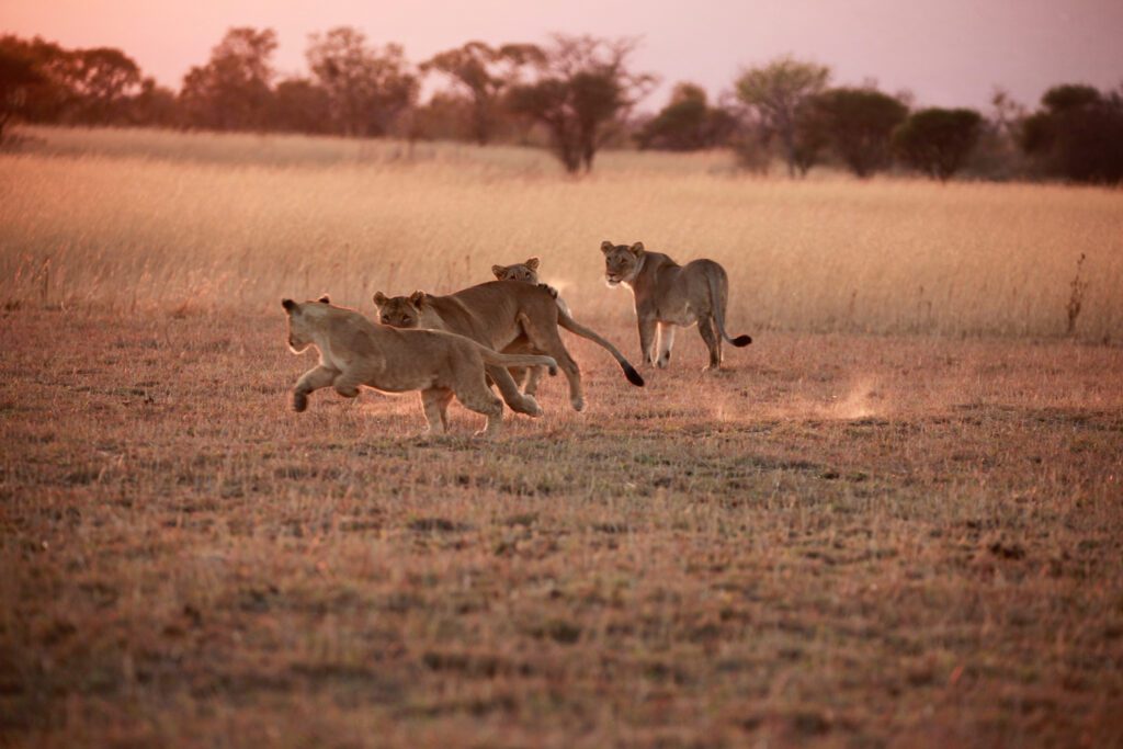 Kingfisher Villa Suites Mabula Newsletter October 2024 14