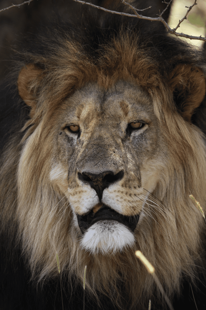 King fisher villa suites News November