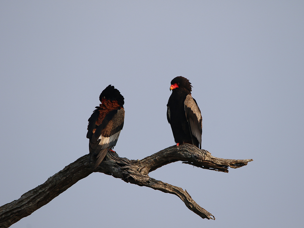 Kingfisher Guide News March