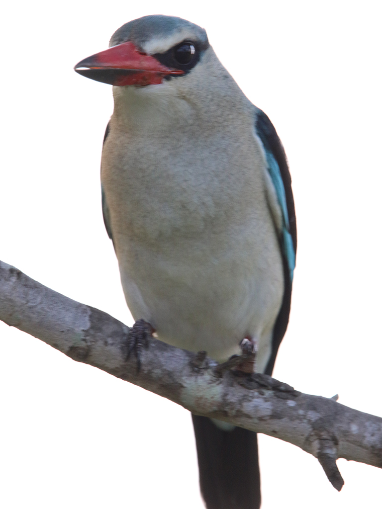 Kingfisher Guide News March
